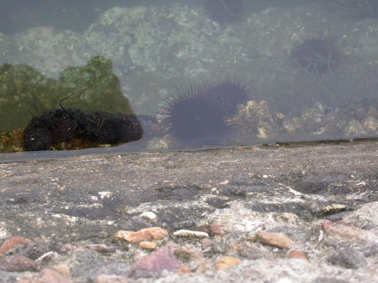 Holothuria tubulosa