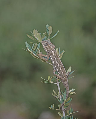 Mediterrane kameleon