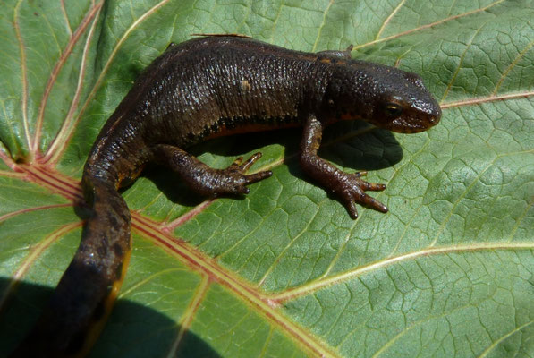 Ichthyosaura alpestris