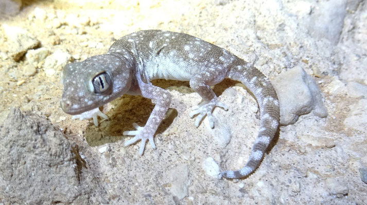 Stenodactylus sthenodactylus