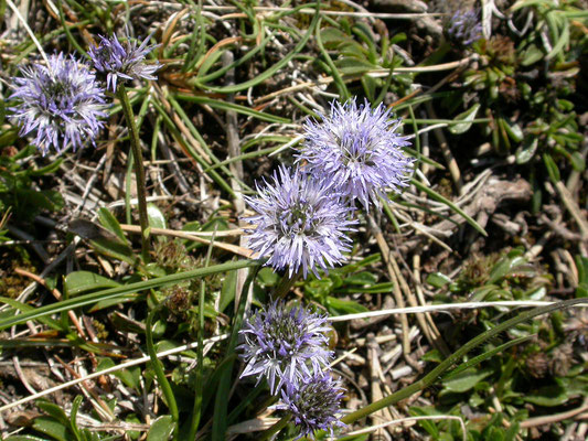 Globularia cordifolia