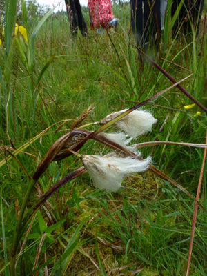 Eriophorum angustifolium - Veenpluis
