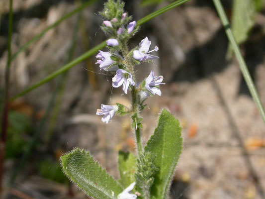 Veronica officinalis - Mannetjesereprijs