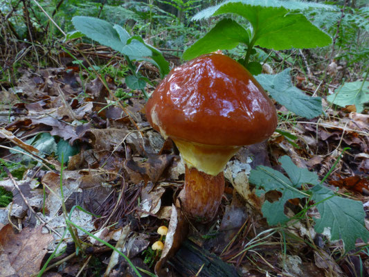 Suillus grevillei - Gele ringboleet