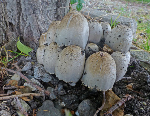 Coprinopsis atramentarius - Grote kale inktzwam