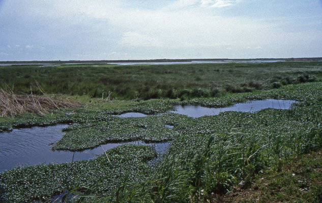 Anahuac National Wildlife Refugee