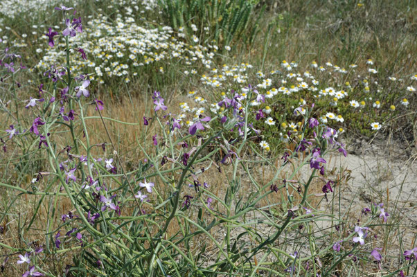 Matthiola sinuata - Strandviolier