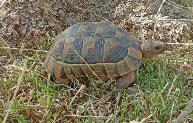 Testudo marginata weissingeri - Dwergklokschildpad