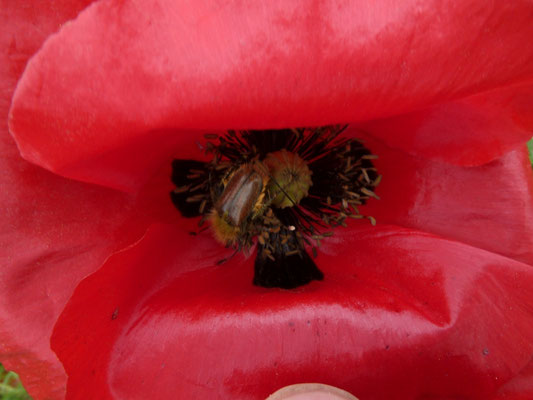 Amphicoma ciliata