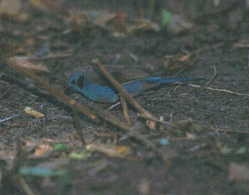 Red-cheeked Cordon-Blue
