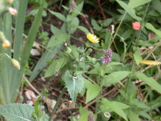 Sonchus oleraceus - Gewone melkdistel