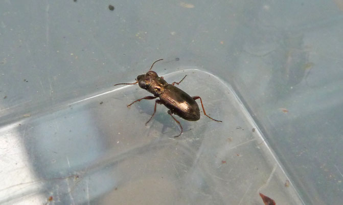 Notiophilus rufipes