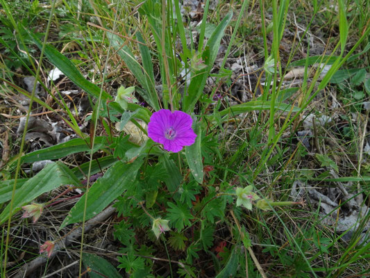 Geranium sanguineum - Bloedooievaarsbek