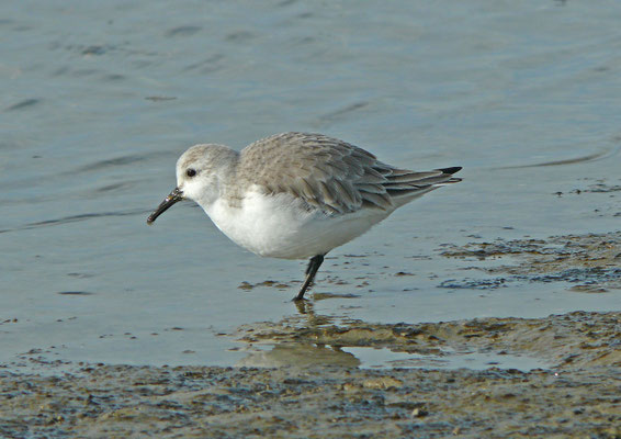 Drieteenstrandloper
