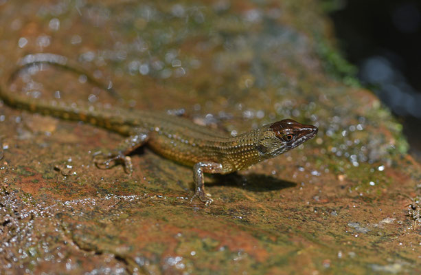 Red Neusticurus - Neusticurus rudus