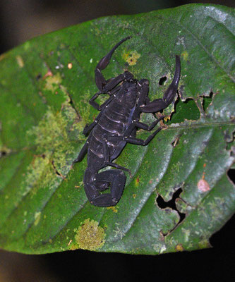 Tytius obscurus