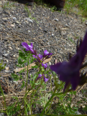 Linaria pelisseriana