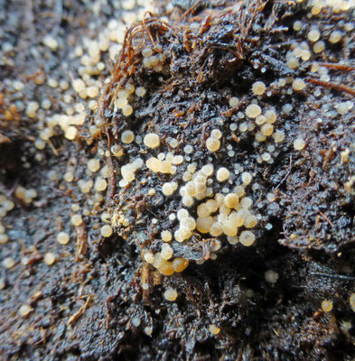 Lasiobolus papillatus ss lato