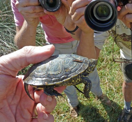 Emys orbicularis