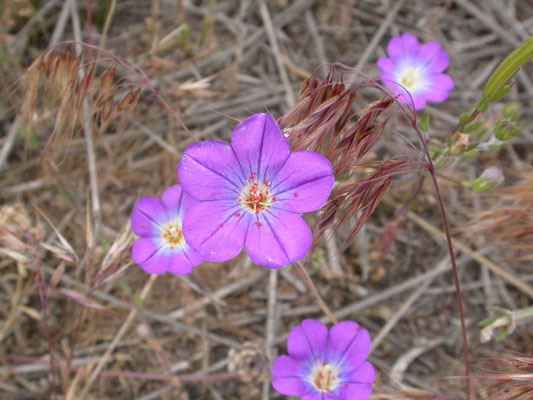 Linum tenuifolium (smal vlas)