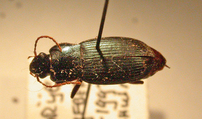 Ophonus nitidulus