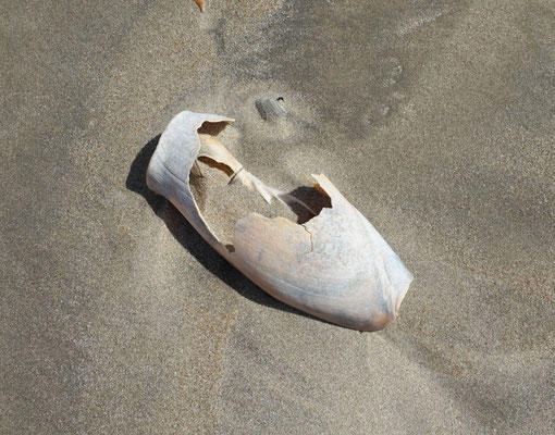 Cymbium olla