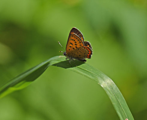 Blauwe vuurvlinder