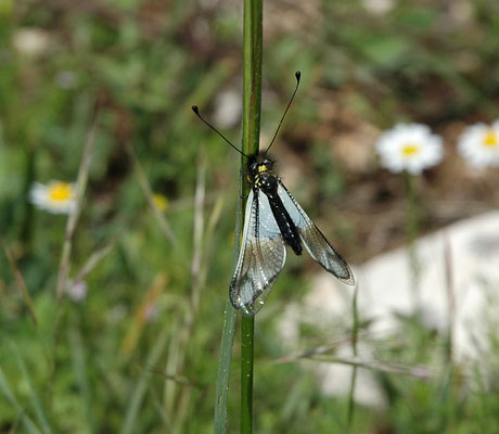 Libelloides coccajus