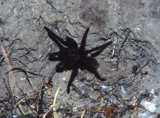 Aphonopelma hentzii - Texaanse bruine vogelspin