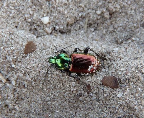 Agonum dorsalis