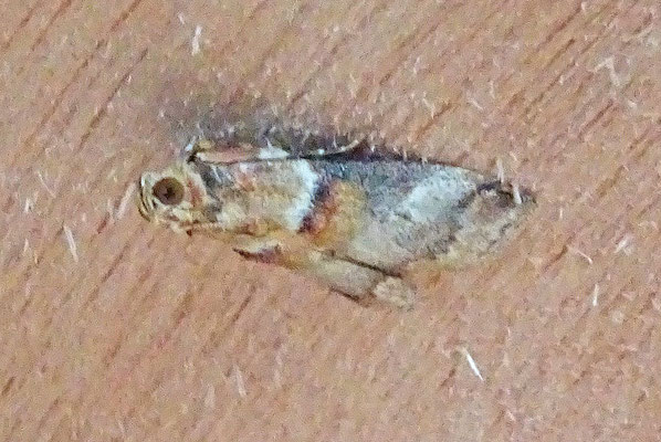 Acrobasis tumidana - Rode eikenlichtmot