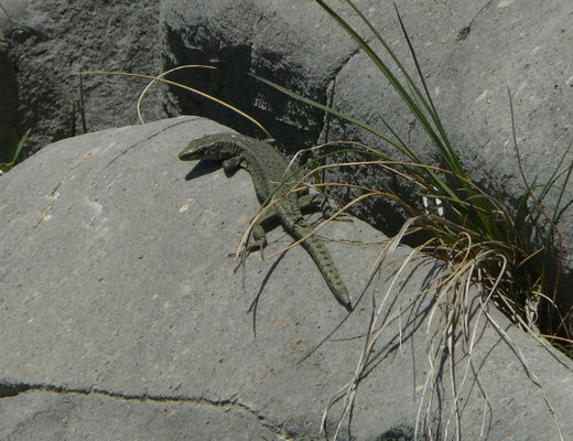 Dinarolacerta montenigrina