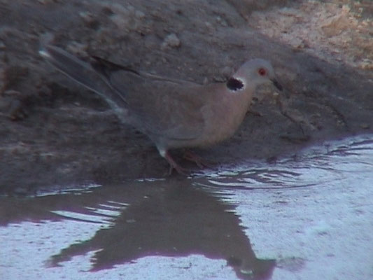 African Mourning Dove