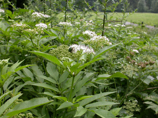 Sambucus nigra - Gewone vlier