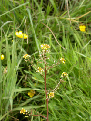 Rorippa palustris - Moeraskers