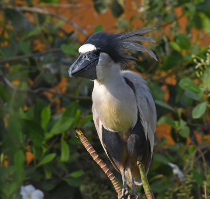 Boat-billed Heron