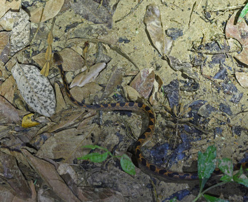 Leptodeira annulata annulata - Gewone Kattenoogslang