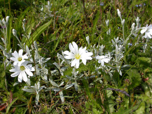 Cerastium tomentosus - Viltige hoornbloem