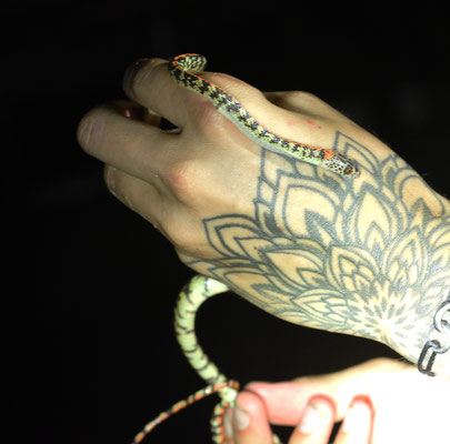 Siphlophis cervinus - Gevlekte Roodrugliaanslang