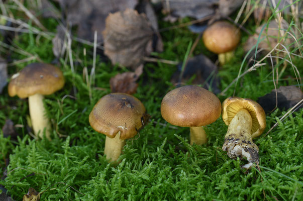 Tricholoma frondosae - Gele populierridderzwam