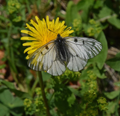 Zwarte apollovlinder (Parnassius mnemosyne)