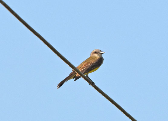 Tropical Kingbird
