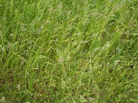 Poa pratensis - Veldbeemdgras