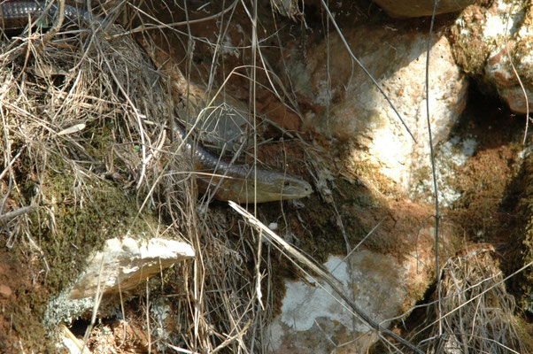 Pseudopus apodus (scheltopusik)