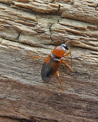 Stenolophus teutonus - Tweekleurige glansloper