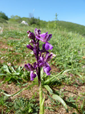 Orchis morio