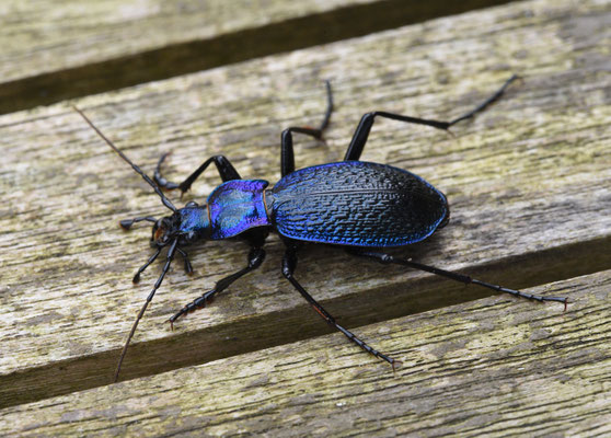 Carabus intricatus - Blauwe schallebijter