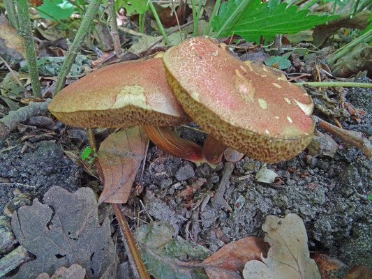 Xerocomellus ripariellus - Wijnrode boleet