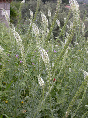 Reseda alba