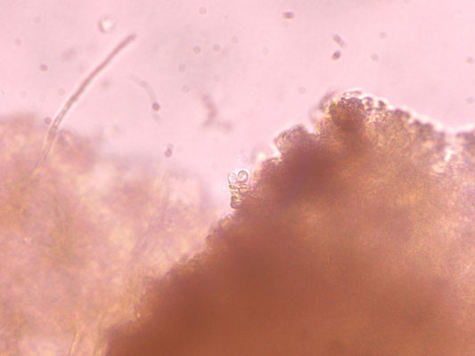 Clitopilus nitellinus - Oranje zalmplaat